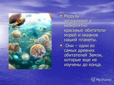 Ученые предлагают использовать медуз как удобрение