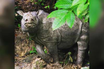 В Малайзии умер последний самец суматрaнcкого носорога