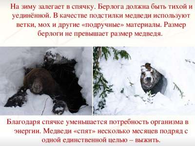 Российским медведям не удается залечь в спячку
