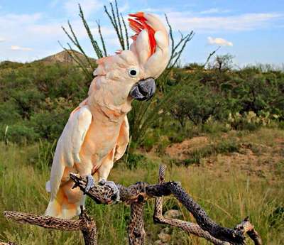 Австралия объявила войну одному из красивейших попугаев