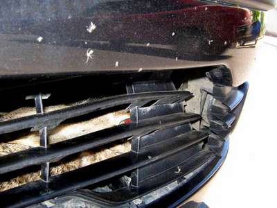 В Костроме сбитый автомобилистом заяц проехал 100 км внутри бампера машины