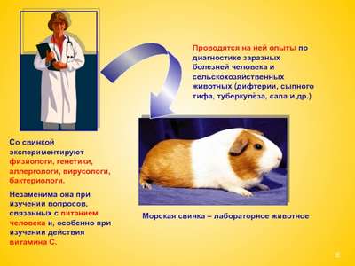 Заболевания морских свинок: перечень болезней, симптомы, лечение