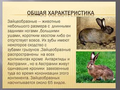 Кролики: общая хаpaктеристика, внешний вид и фото