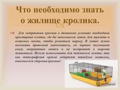 Разведение декоративных кроликов в домашних условиях: советы по содержанию и родам
