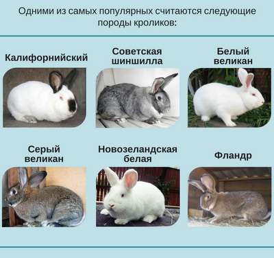 Кролики мясных пород: описание, породы, фото