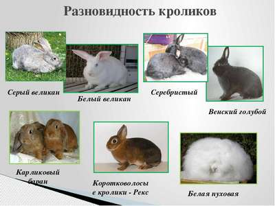Породы домашних кроликов: перечень пород с описанием и фото