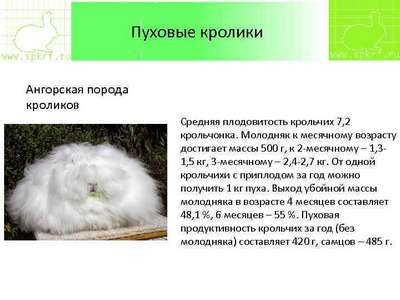 Пуховые породы кроликов: описание, внешний вид и фото