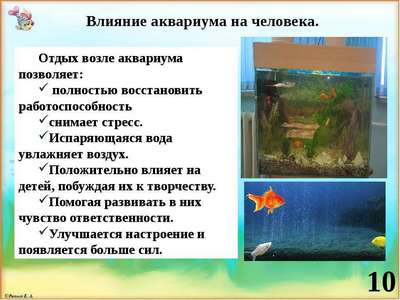 Полезные советы о рыбе в аквариуме