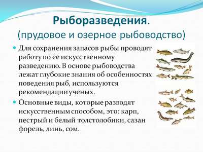 Разведение рыб: советы, общие рекомендации, вопросы и ответы