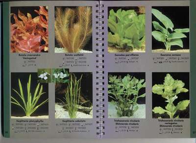 Аквариумные растения, укореняющиеся в грунте: виды, описание и фото