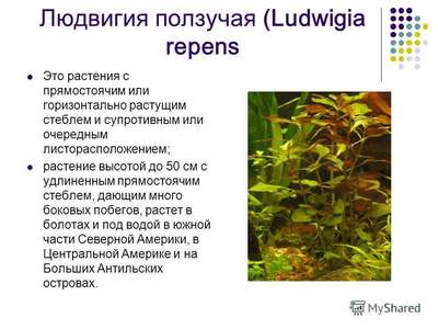 Аквариумные растения: описание, общая информация, фотографии