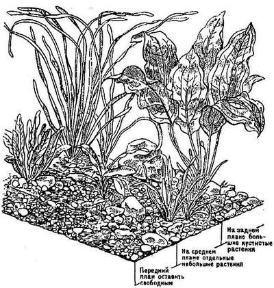 Посадка растений в аквариум: основные правила