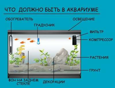 Обустройство аквариума: важные моменты