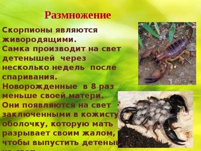 Скорпионы: общая информация, размножение, фотографии