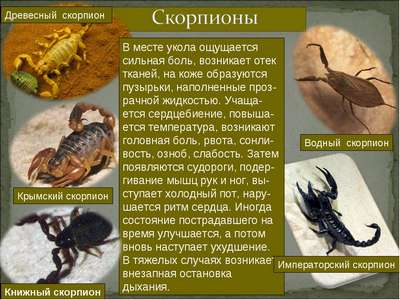 Скорпионы: содержание дома и кормление
