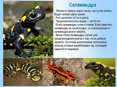 Саламaндра пятнистая (Salamandra salamandra). Описание и фотография