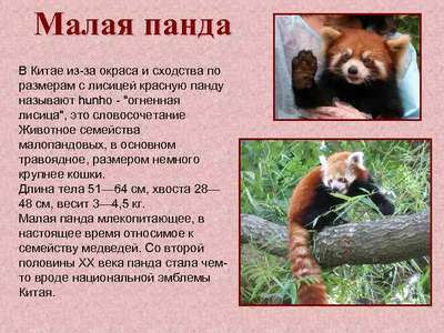 Малая панда: описание, внешний вид и фото