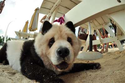 Собака-панда: описание и фото