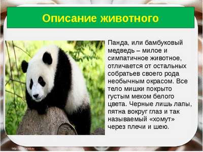 Большая панда: описание, внешний вид и фото
