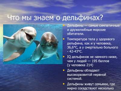 Особенности дельфинов: интересные факты
