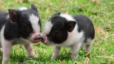 Породы миниатюрных свиней (мини-пиги)