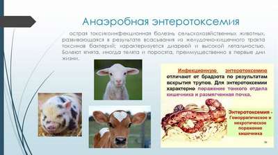 Заразные и паразитарные болезни у коз: инфекции, бактериоз, гниль, ящур