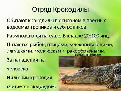 Крокодилы (Crocodylia): описание, общая информация и фотографии