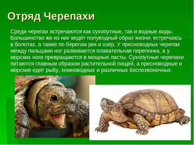 Черепахи: общая информация