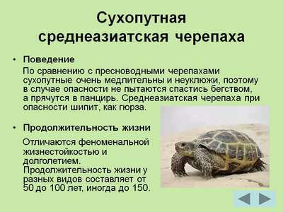 Пресноводные и сухопутные черепахи: содержание в неволе