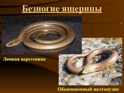 Желтопузики и веретеницы: безобидные двойники змей