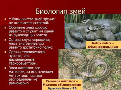 Змеи: информация об окрасе, питании, линьке, а также об их яде