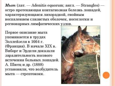 Потеря веса у лошадей: болезни, их описание и лечение