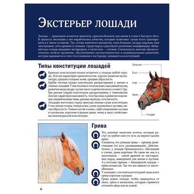 Экстерьер лошади (телосложение и размеры лошадей): типы и фото