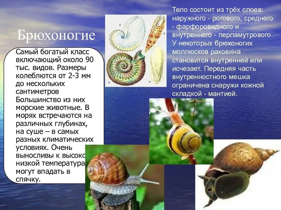 Моллюски: описание, общая информация и фотографии