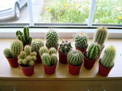 Уход за кактусами в домашних условиях