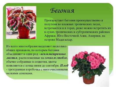 Комнатные растения: описание, виды, общая информация