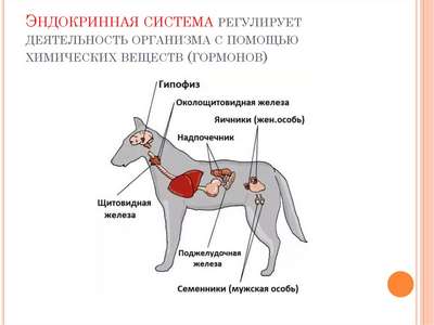 Система органов внутренней секреции у собак
