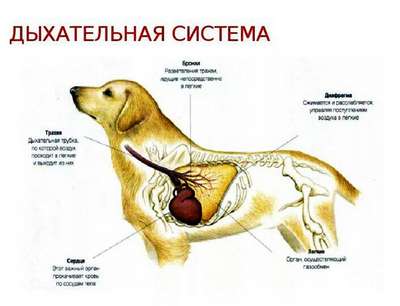 Система органов дыхания у собак