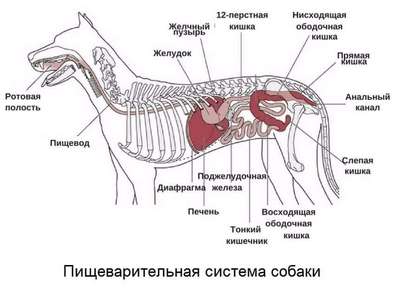 Система органов пищеварения у собак