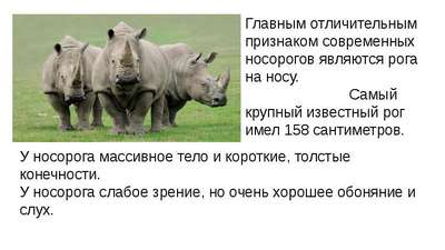 Не слишком известные сведения о японских носорогах