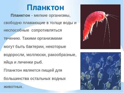 Что такое планктон?