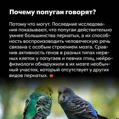 Почему попугаи говоря, язык общения между птицами, попугаи
