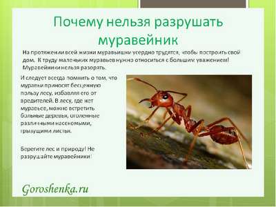 Суровые законы муравейника