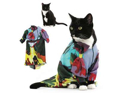 Показ модной одежды для кошек , фото одежды для кошек, одежда для кошек, одежда для животных, мода для кошек