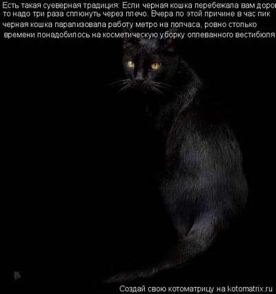 Черные кошки. В чем причина не любви к черным кошкам?