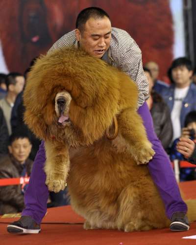 Самая дорогая собака в Китае