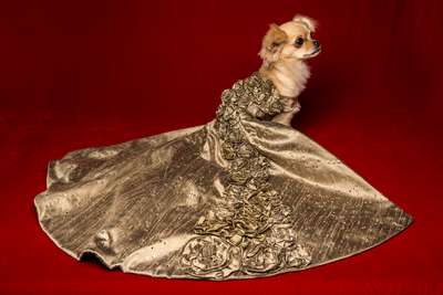 Шикарные платья для собак – подарок себе и питомцу