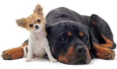 Выбрать большую или маленькую собаку?