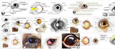 Основные типы глазных заболеваний у собак