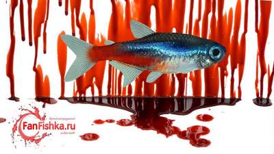 Кровавая история неоновых рыбок